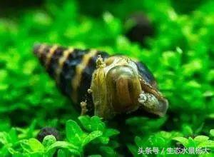 缸里有螺好不好,缸里爆螺有什么好处