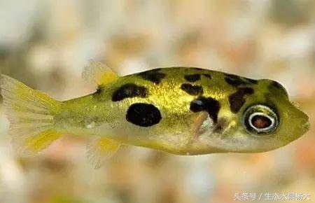 缸里有螺好不好,缸里爆螺有什么好处