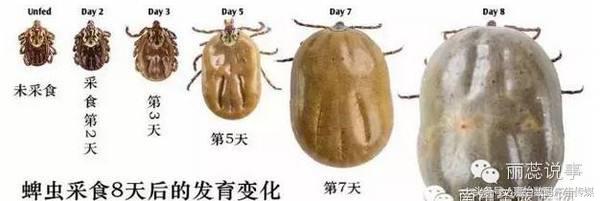 蜱虫的危害及预防,宠物预防蜱虫的最好方法