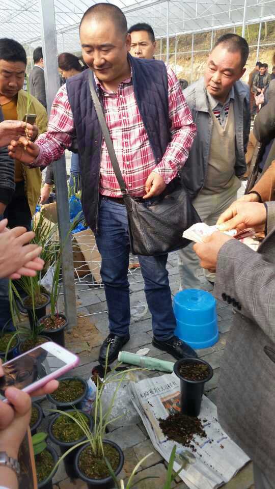 那些年兰花为什么价格会持续走高,为什么同一品种的兰花价格不一样