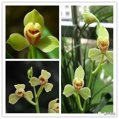 兰花鉴赏全部,兰花建兰八大名品介绍