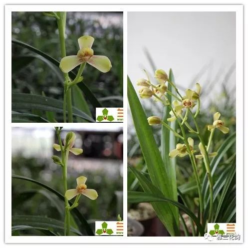 兰花鉴赏全部,兰花建兰八大名品介绍