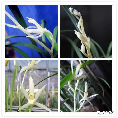 兰花鉴赏全部,兰花建兰八大名品介绍