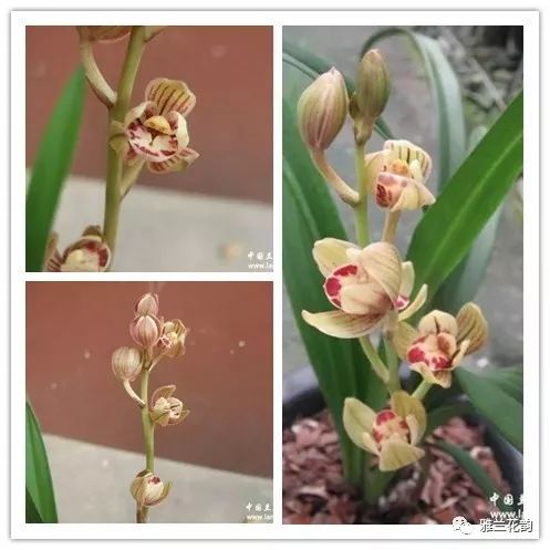 兰花鉴赏全部,兰花建兰八大名品介绍