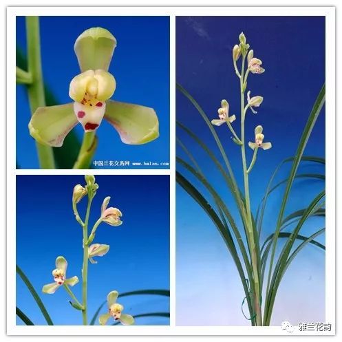 兰花鉴赏全部,兰花建兰八大名品介绍