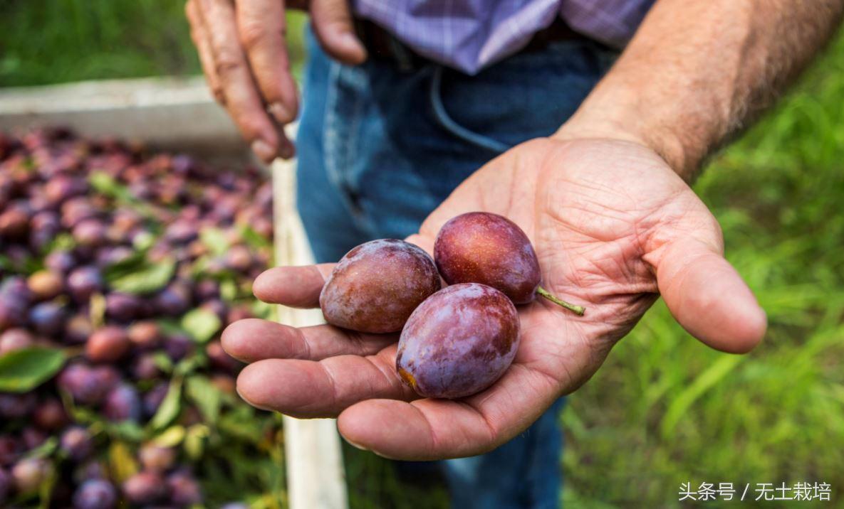 能解决便秘的低糖水果,便秘高纤维的水果有哪些