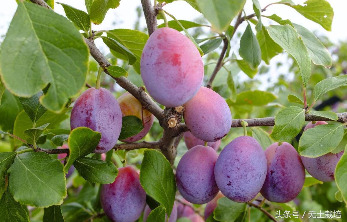 能解决便秘的低糖水果,便秘高纤维的水果有哪些