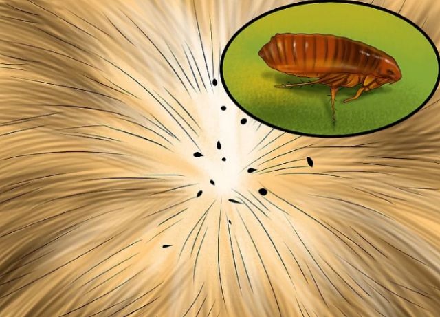 国产猫体内外驱虫,猫爱沃克体内外驱虫一体管用吗