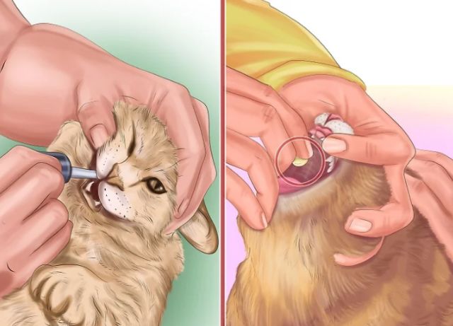 国产猫体内外驱虫,猫爱沃克体内外驱虫一体管用吗