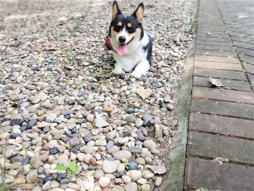 狗粮怎么选进口国产狗粮测评,国产狗粮适口性该如何选择