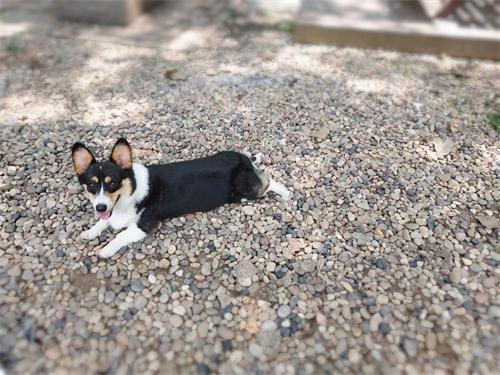 狗粮怎么选进口国产狗粮测评,国产狗粮适口性该如何选择