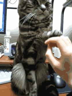 宠物对我很重要,宠物对你的爱是唯一的