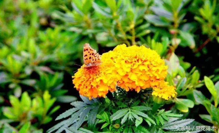 释迦花粉采集方法,花粉采集技巧视频