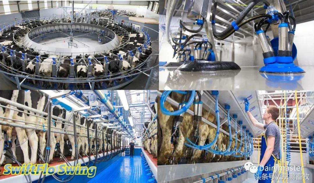 揭秘“全程仿生”4×0同步脉动原理,如何让挤奶更彻底乳头更健康