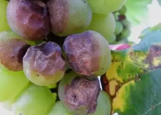 葡萄成熟期不可忽视四项工作!