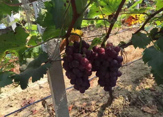 葡萄成熟期不可忽视四项工作!
