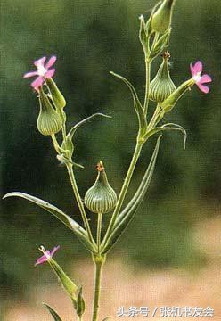 中药药材浪漫的名字,蕴含极致浪漫的中药名字