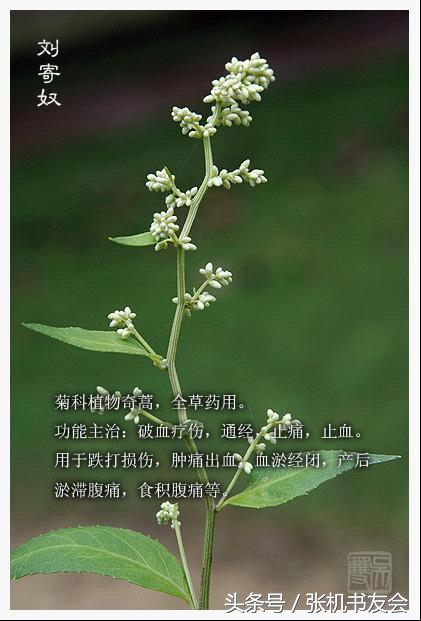 中药药材浪漫的名字,蕴含极致浪漫的中药名字