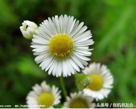 中药药材浪漫的名字,蕴含极致浪漫的中药名字