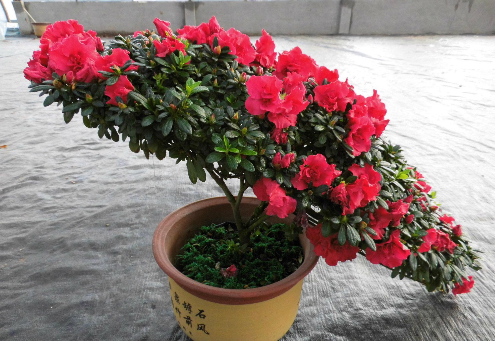 杜鹃花叶子发黑发焦怎么急救,杜鹃花叶子发黄快速补救方法