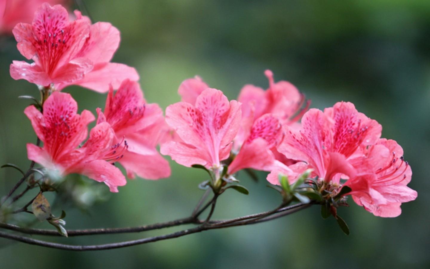 杜鹃花叶子发黑发焦怎么急救,杜鹃花叶子发黄快速补救方法