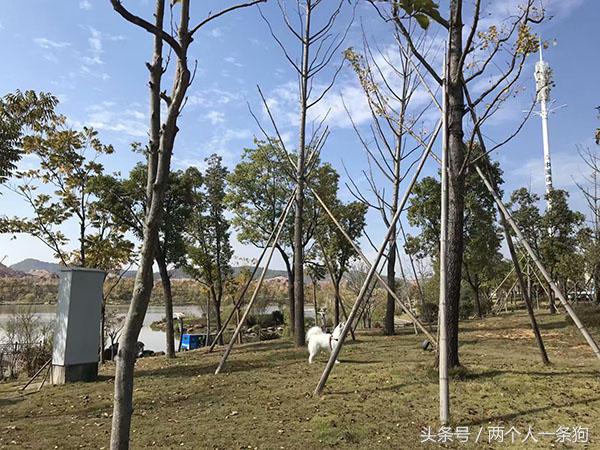 如何训练宠物狗撒手没,宠物狗如何让它不乱叫排便