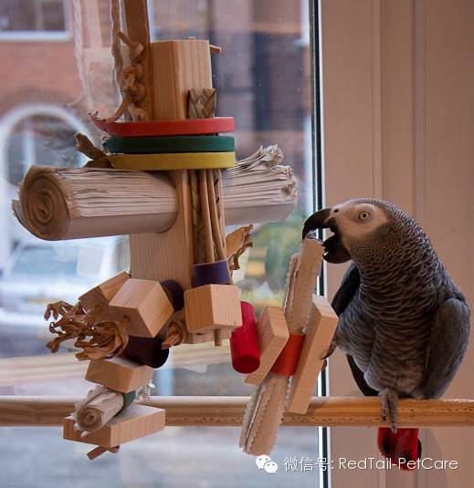 自制鹦鹉玩具材料有哪些,制作鹦鹉的小玩具用纸箱做