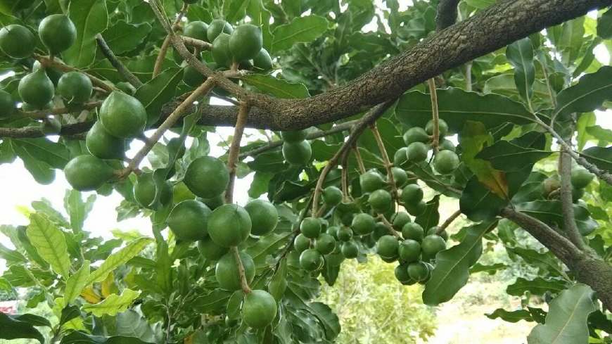 澳洲坚果干果,酥酥脆脆带着奶香味的夏威夷坚果
