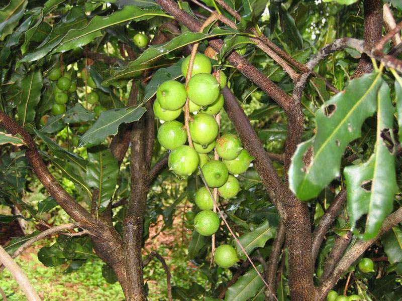 澳洲坚果干果,酥酥脆脆带着奶香味的夏威夷坚果
