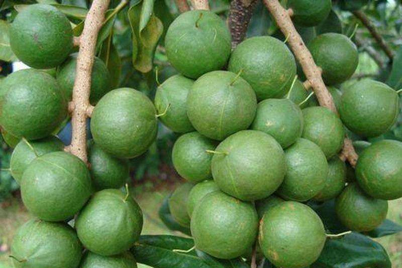 澳洲坚果干果,酥酥脆脆带着奶香味的夏威夷坚果