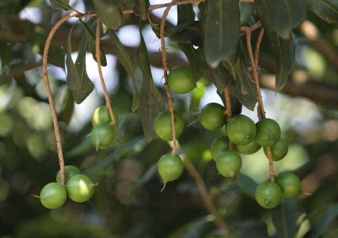 澳洲坚果干果,酥酥脆脆带着奶香味的夏威夷坚果