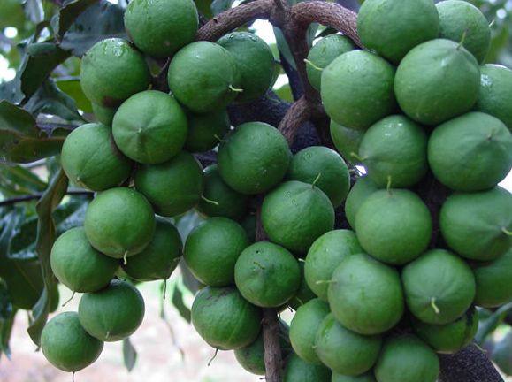 澳洲坚果干果,酥酥脆脆带着奶香味的夏威夷坚果