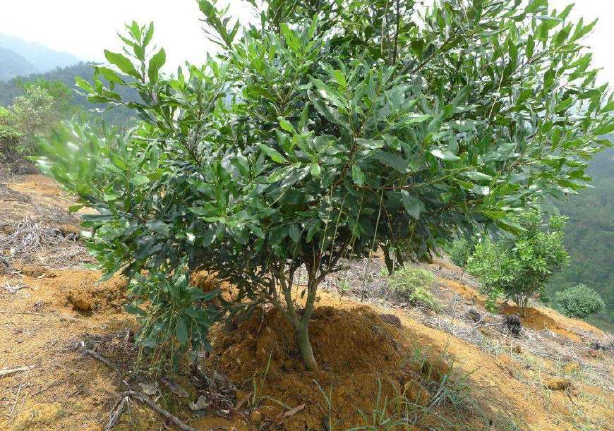 澳洲坚果干果,酥酥脆脆带着奶香味的夏威夷坚果