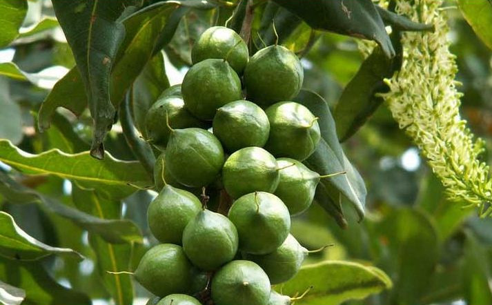 澳洲坚果干果,酥酥脆脆带着奶香味的夏威夷坚果