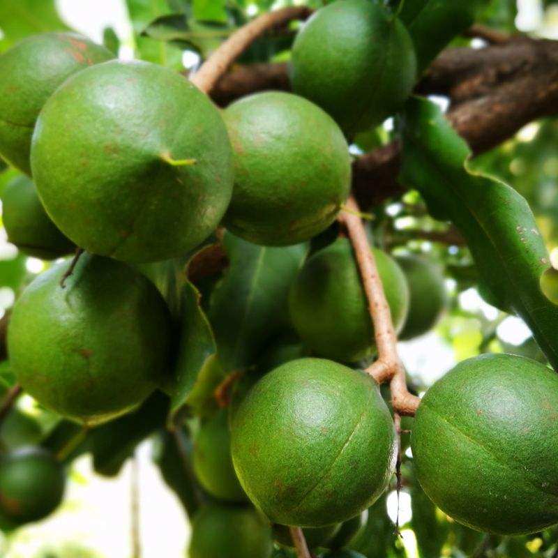 澳洲坚果干果,酥酥脆脆带着奶香味的夏威夷坚果