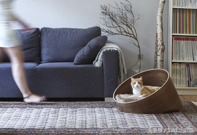 撸猫真的太快乐了,撸猫算是成功了吧