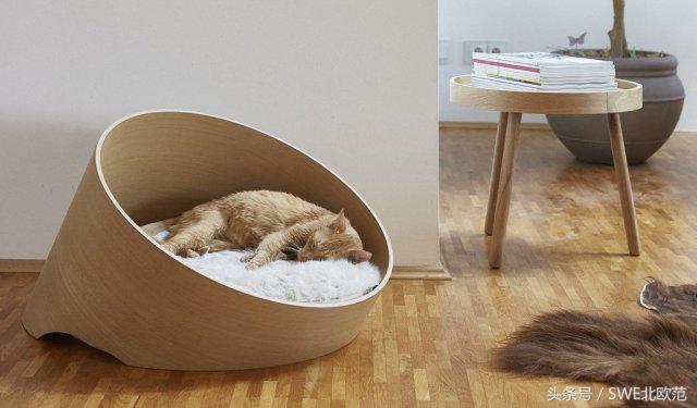 撸猫真的太快乐了,撸猫算是成功了吧