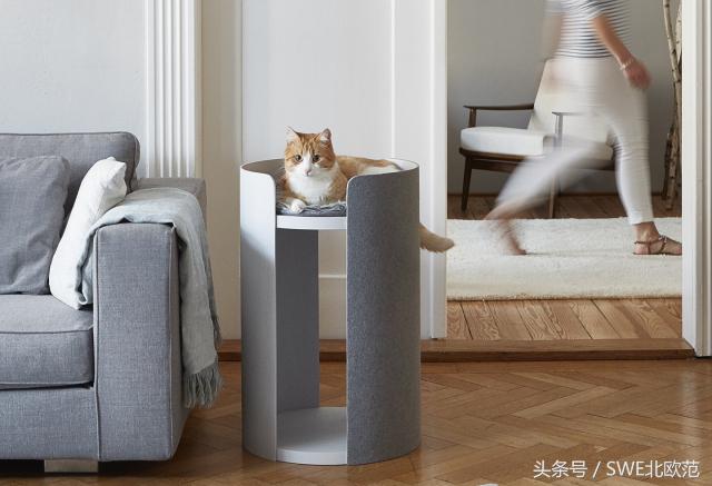 撸猫真的太快乐了,撸猫算是成功了吧