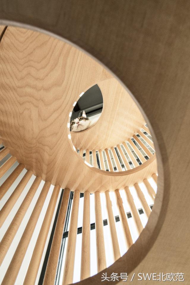 撸猫真的太快乐了,撸猫算是成功了吧