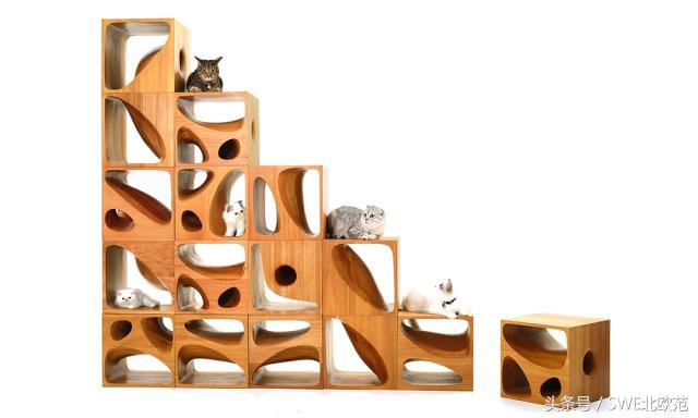 撸猫真的太快乐了,撸猫算是成功了吧