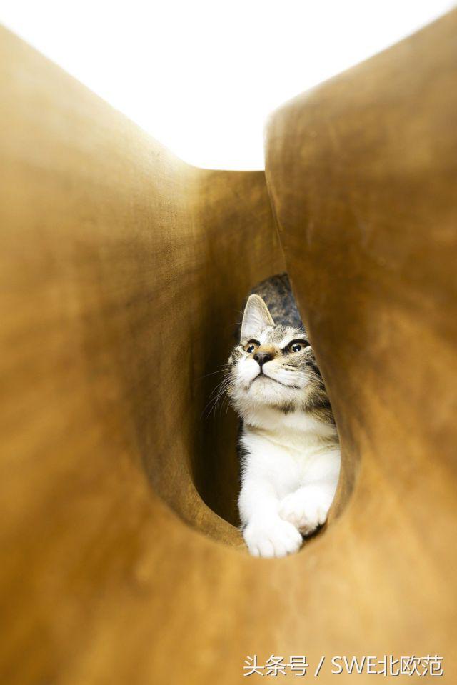 撸猫真的太快乐了,撸猫算是成功了吧