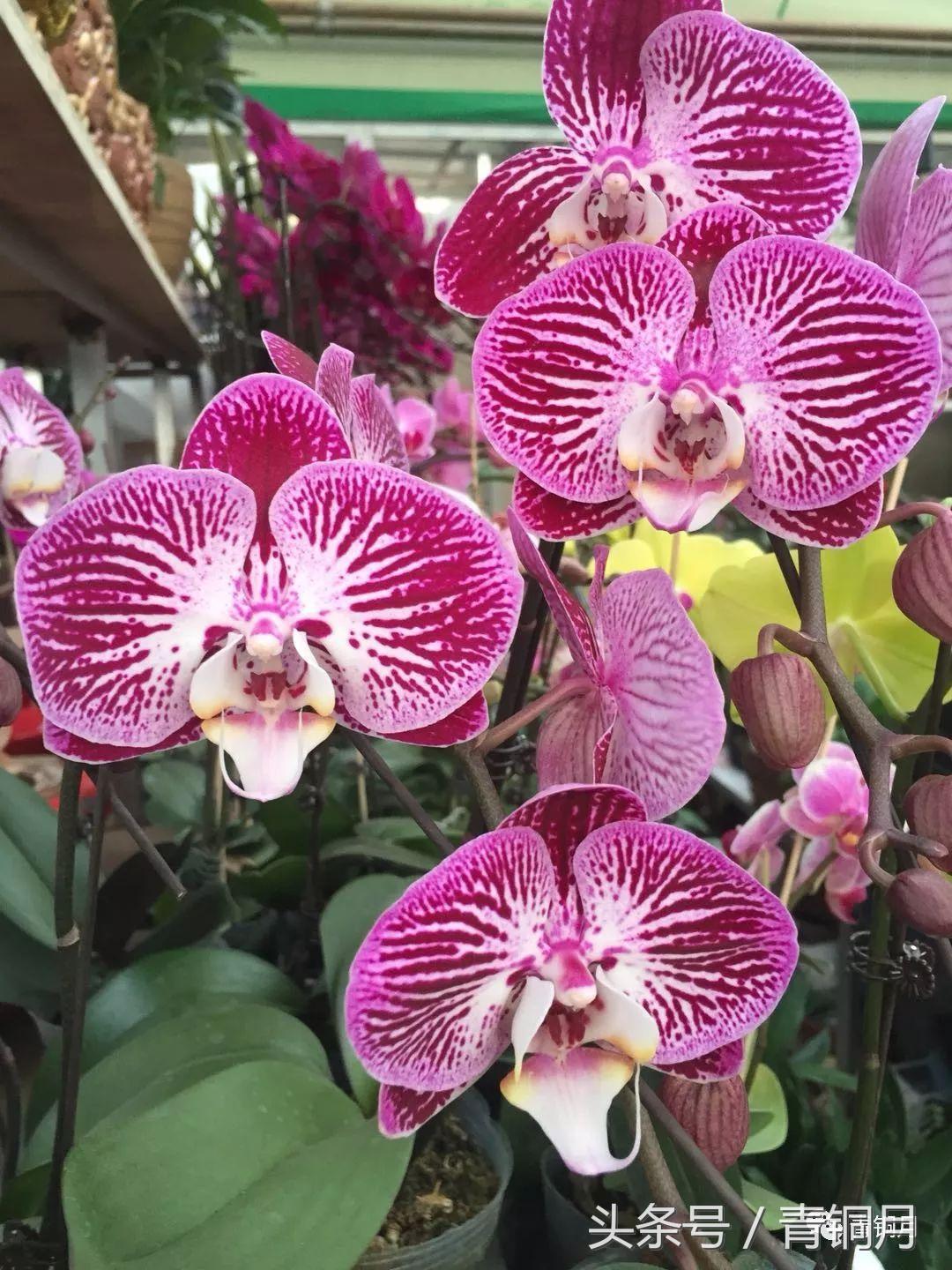 足球饱含热泪,足球感人催人泪下的时刻