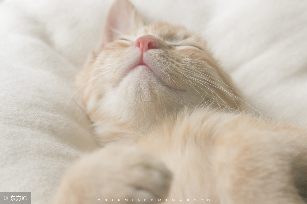 养猫新铲屎官的必备要素,铲屎官必看养猫诀窍