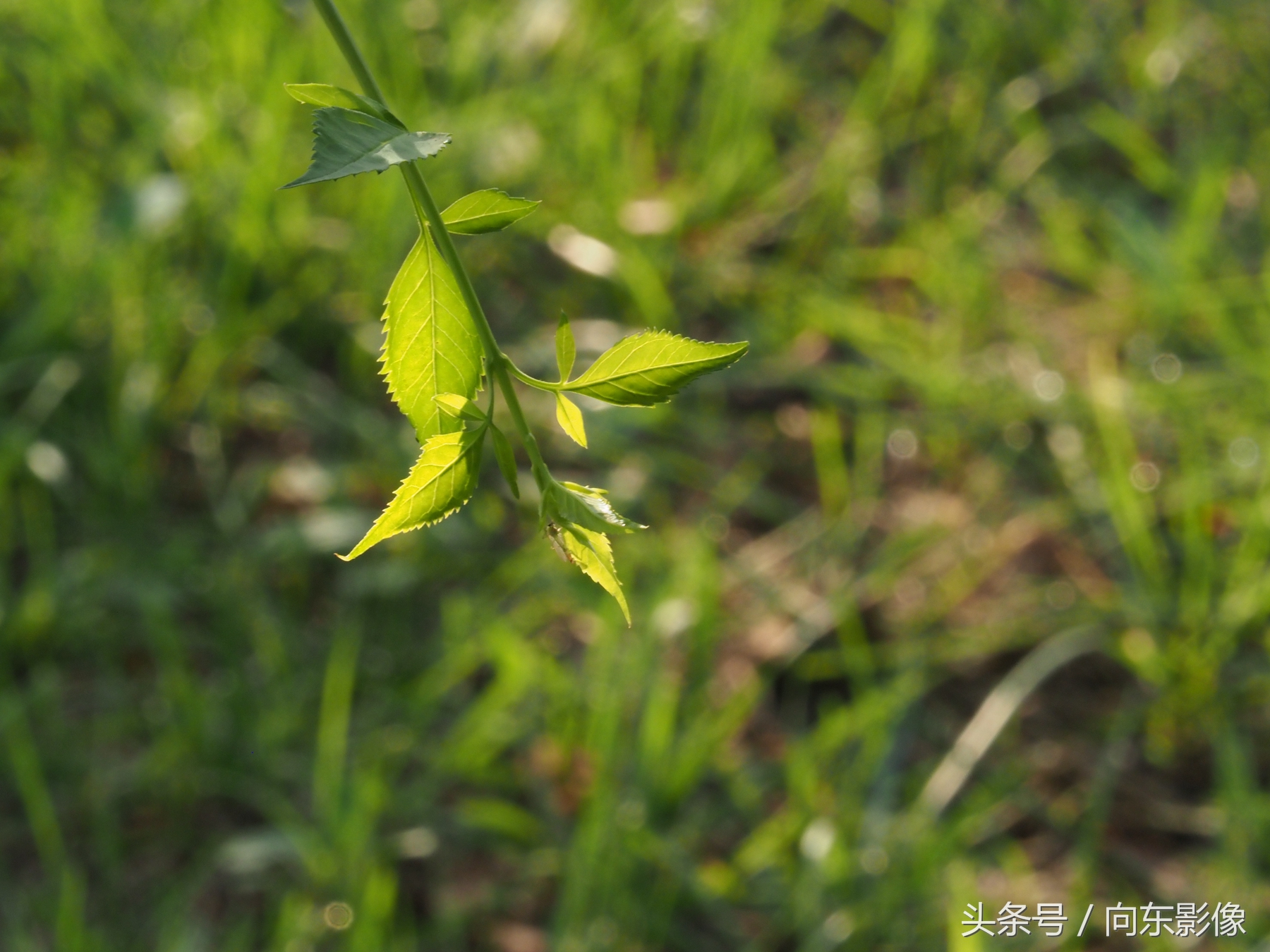 拍照时景深和光圈大小,相机光圈与景深的关系