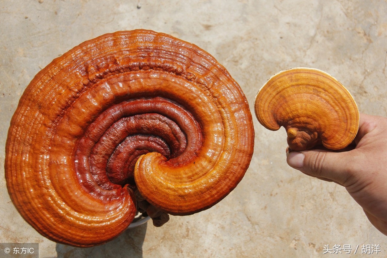 灵芝是不是功效最大的药材,灵芝是名贵的吗