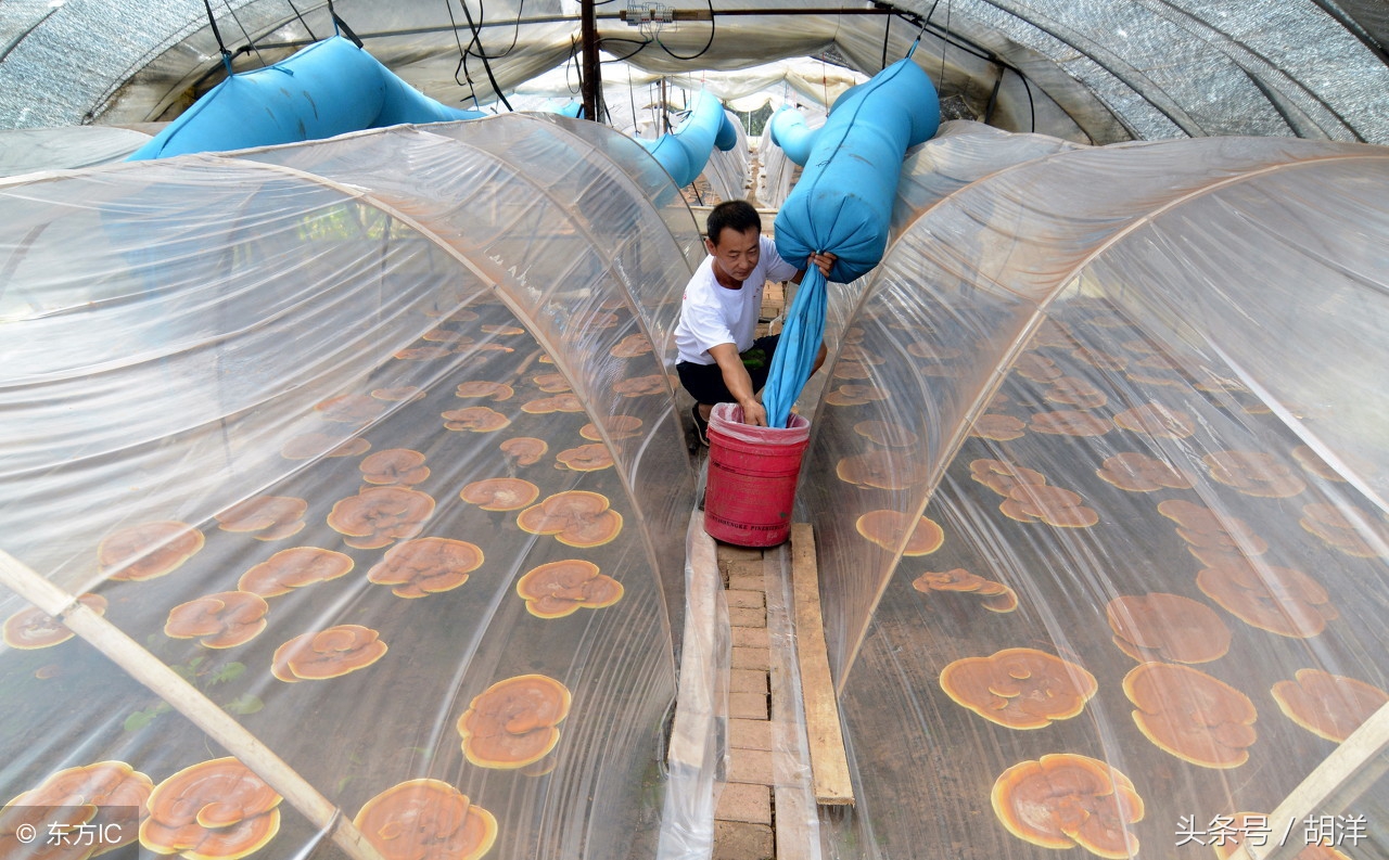 灵芝是不是功效最大的药材,灵芝是名贵的吗