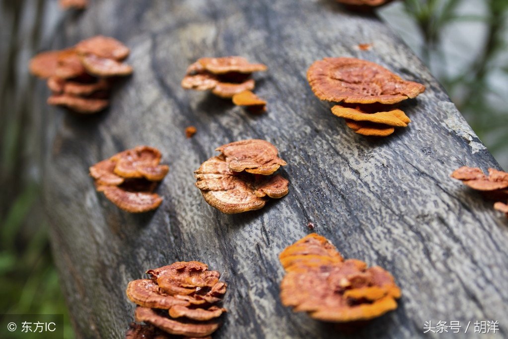 灵芝是不是功效最大的药材,灵芝是名贵的吗