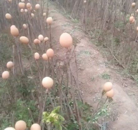 能下蛋的男人：印尼一男子竟每三月产蛋一次