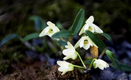 石斛没木屑种花盆里怎么种,石斛没有根又小怎样种植