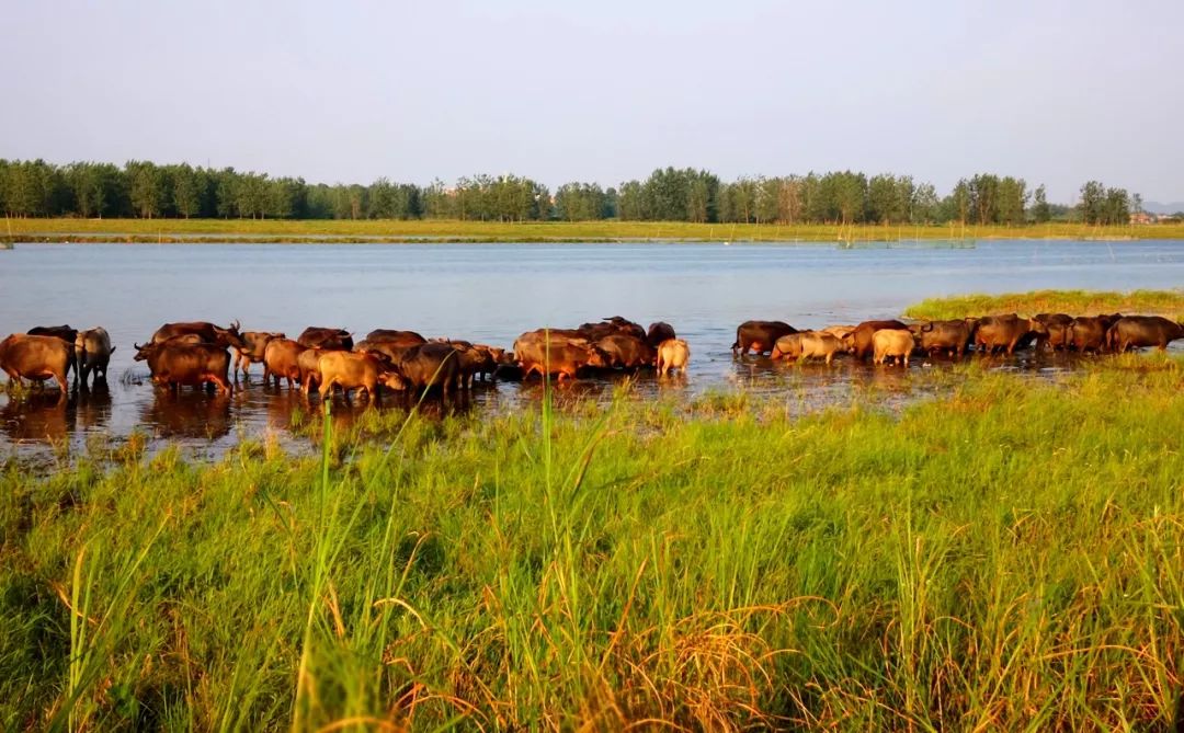 一脚踏进蛮荒地：这里有牛阵，鹭群，巴水河，长草滩